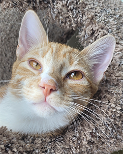 a photo of my orange cat, peanut in a cat tree